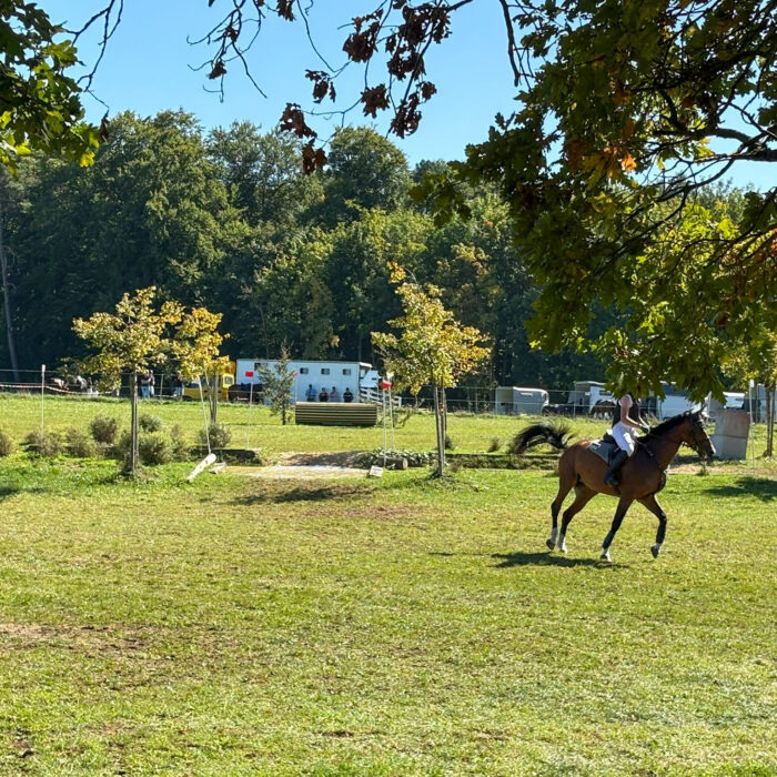 Pferdekoppel auf einem Reitturnier