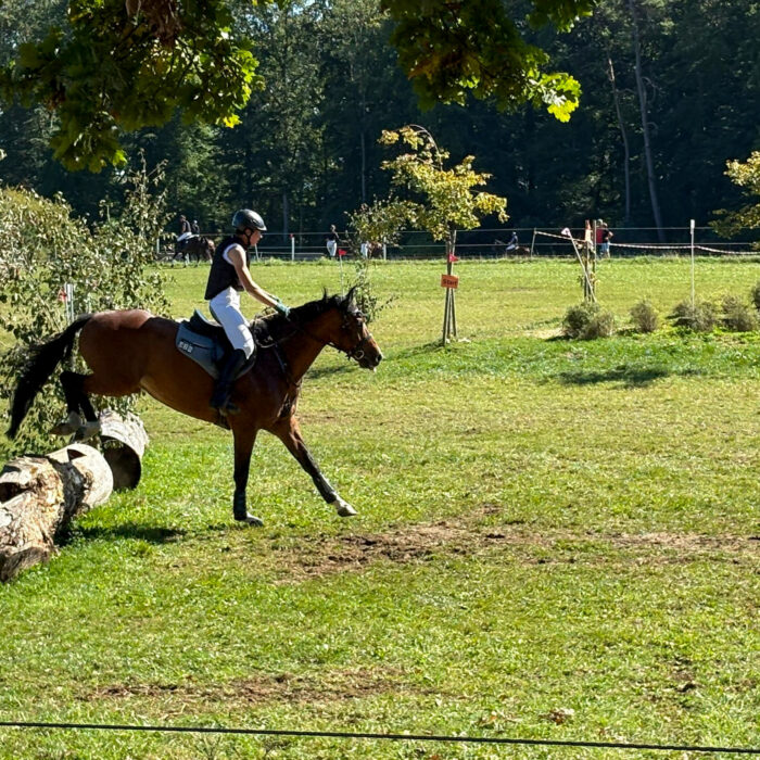 Pferdekoppel auf einem Reitturnier